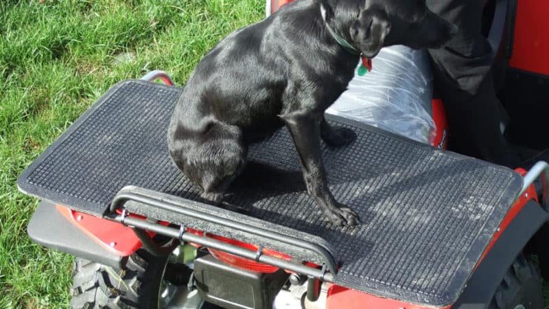 Dog sitting on a Numat ATV mat