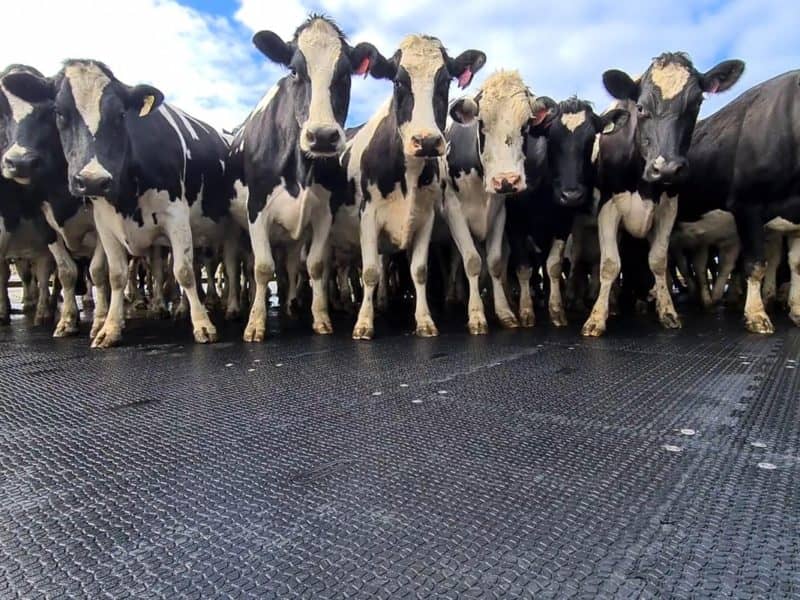 cows standing on kura mats