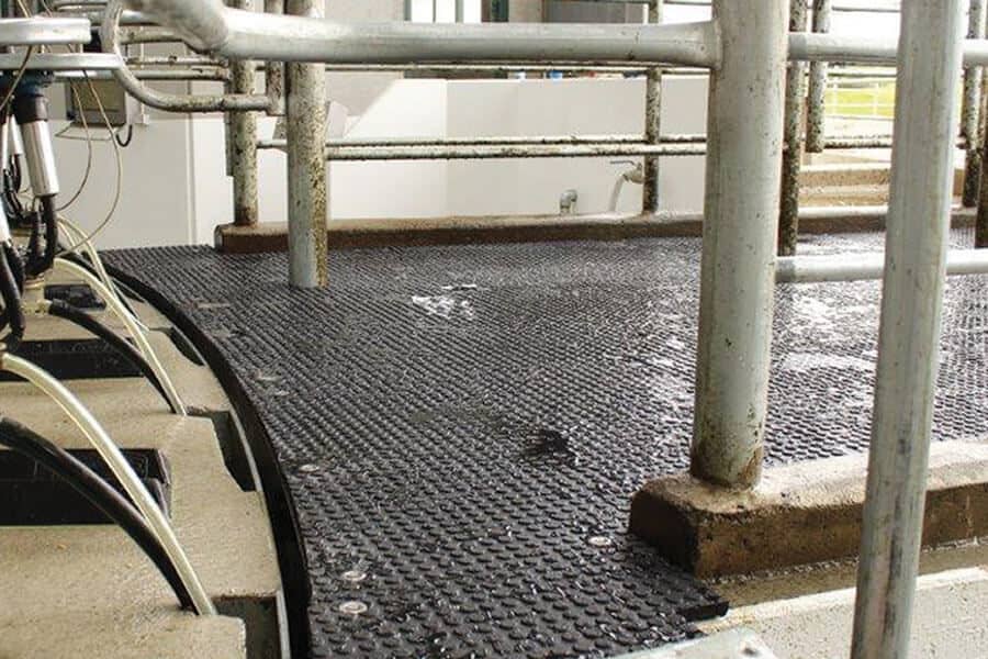 double stud mat on dairy shed entry exit