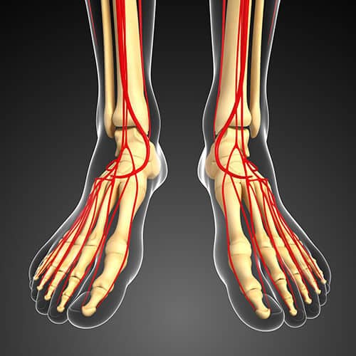 human leg circulation