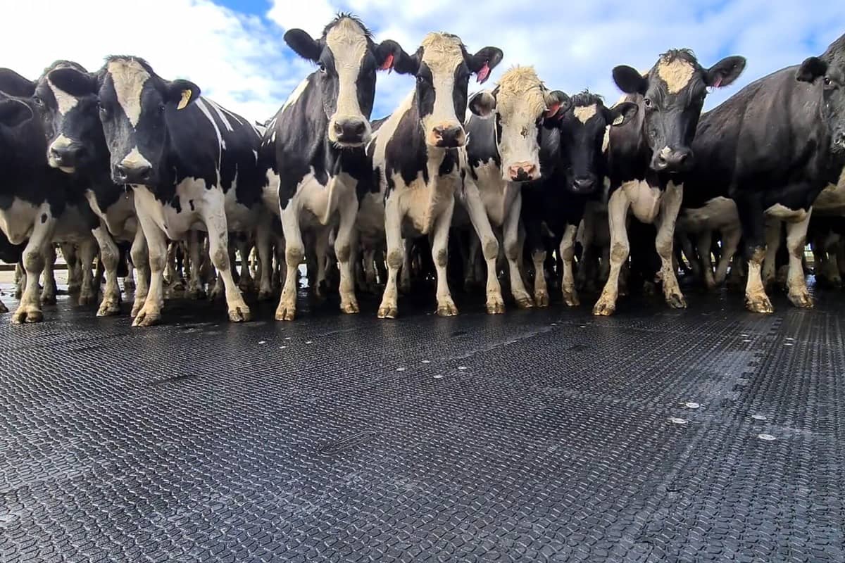 Rubber cows online