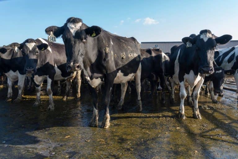 fresian cows standing on kura mats on a dairy yard