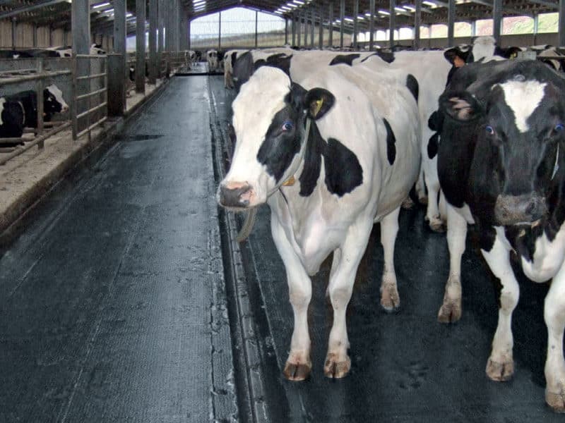 cows standing on rubber matting in a cow barn