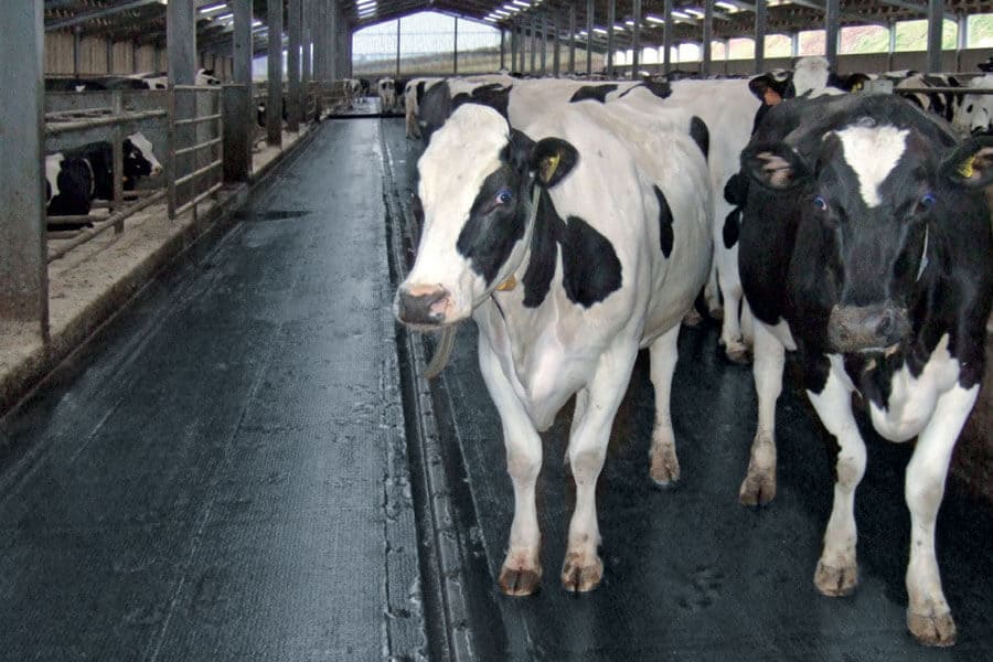 cows standing on rubber matting in a cow barn