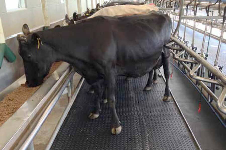Cow standing on Legend mat on herringbone platform