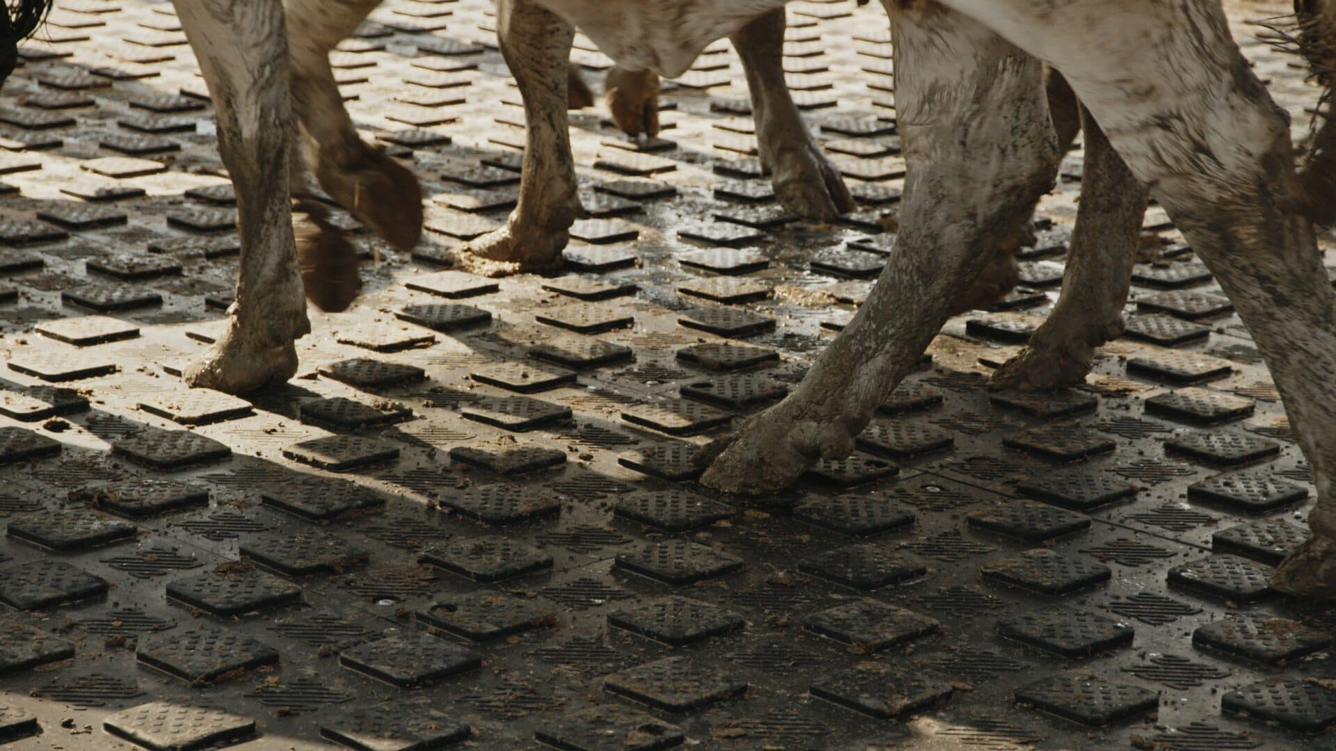 Are YoungStar Mats Slippery? NumatAGRI